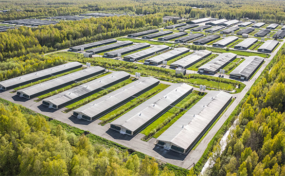 How You Can Maximise Poultry Farming Efficiency with SummitBoard Insulation