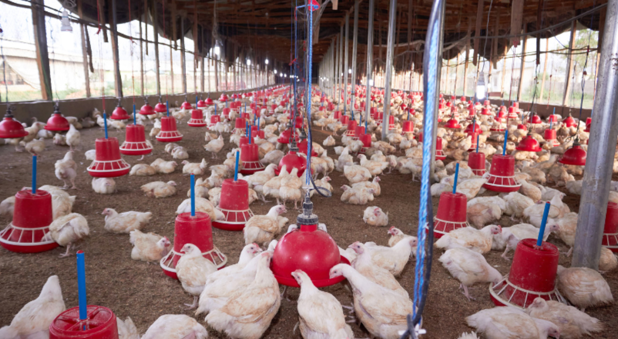 Why Proper Insulation is Vital For The Poultry Industry