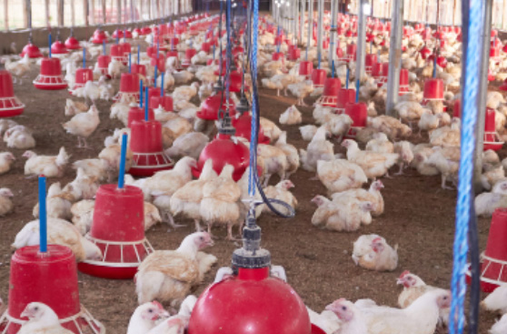 Why Proper Insulation is Vital For The Poultry Industry 